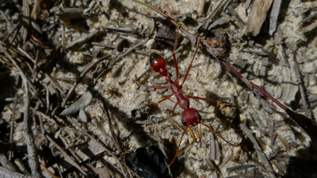 Ant (6085673822)