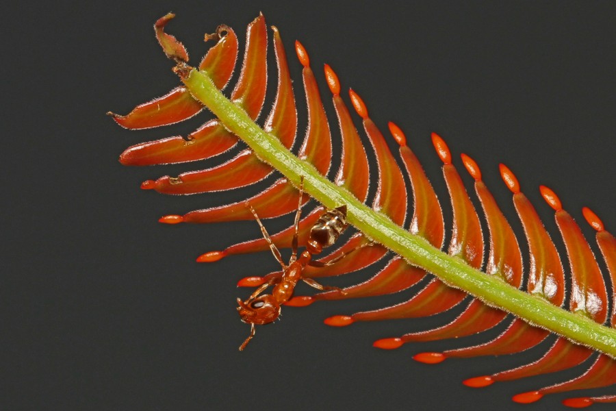 Ant - Pseudomyrmex species, on Bull Thorn Acacia (Acacia cornigera) with Beltian bodies, Caves Branch Jungle Lodge, Belmopan, Belize - 8505045055