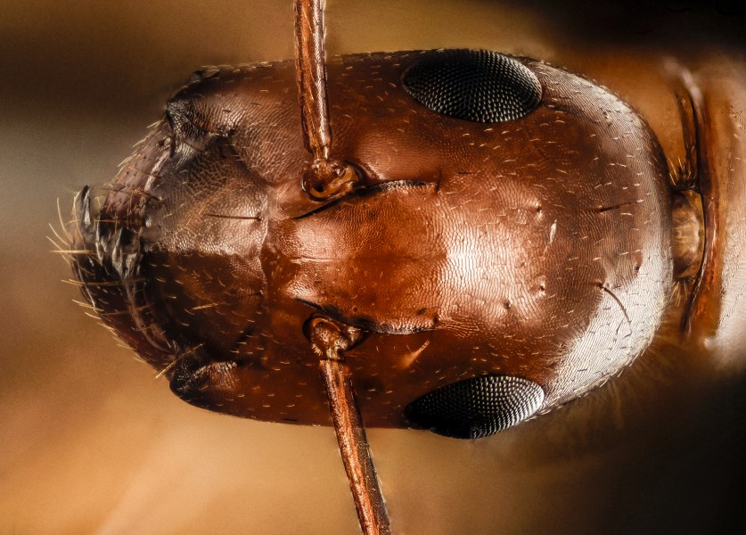 Ant, dod, pomonkey 2015-05-24-19.10.54 ZS PMax (17892896628)