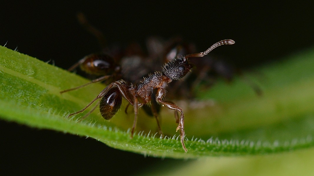 Ant (Formicidae) - Guelph, Ontario 07