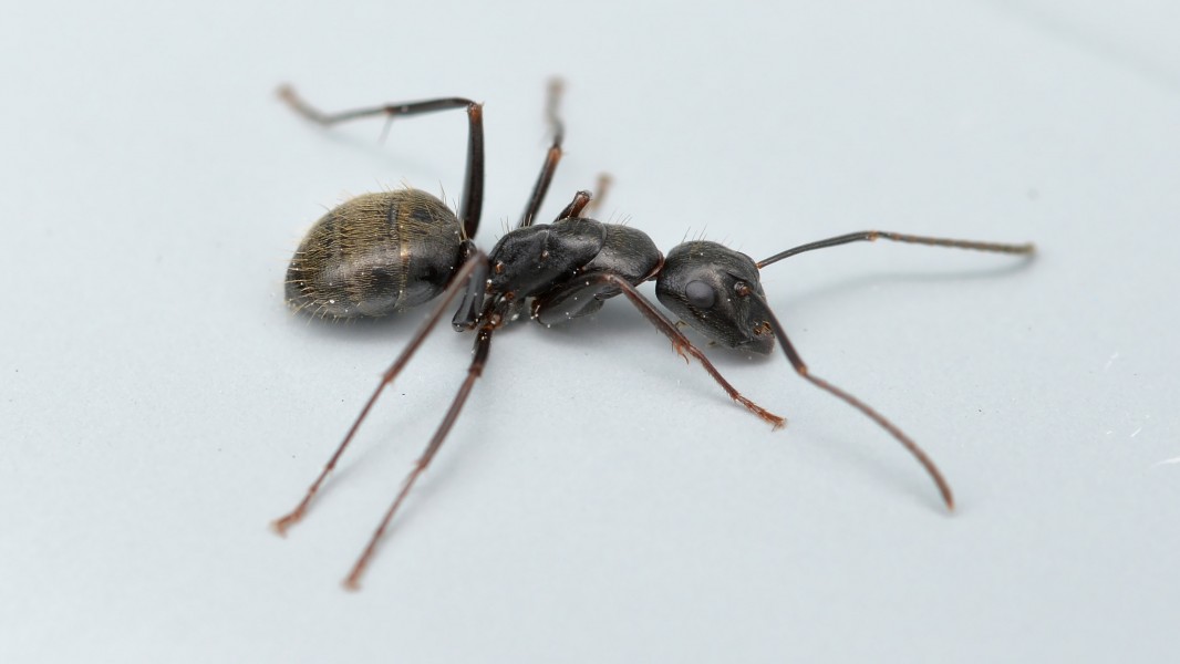 Ant (Formicidae) - Guelph, Ontario 08