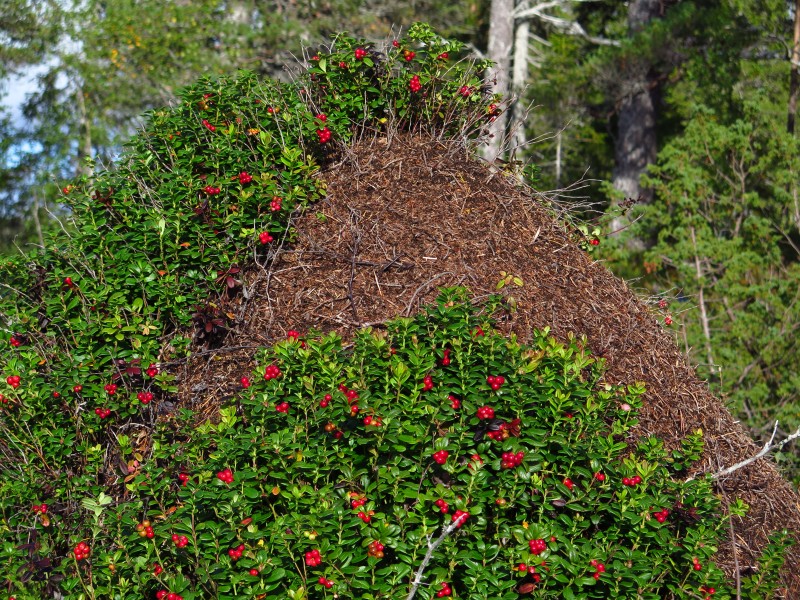Ant hill w- lingonberries (or vv)