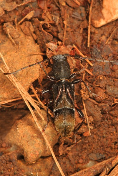 Ant-mimic Longhorned Beetle - Cyrtophorus verrucosus, G. R. Thompson Wildlife Management Area, Linden, Virginia