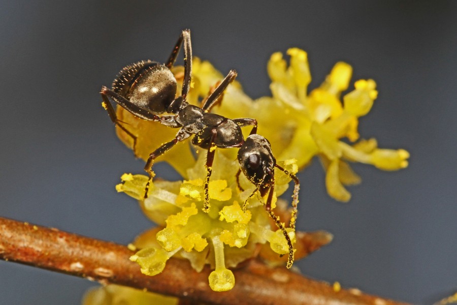 Ant on Spicebush - Leesylvania State Park, Woodbridge, Virginia