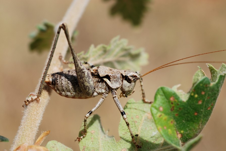Antaxius pedestris male (5012427017)