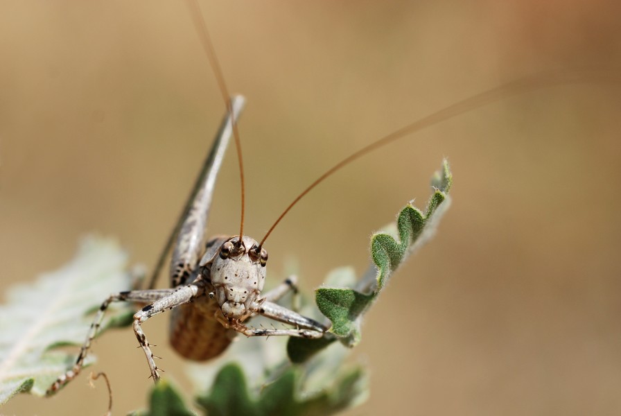 Antaxius pedestris male (5013034922)
