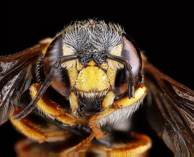 Anthidiellum notatum m1