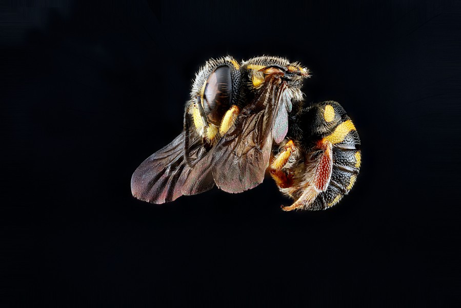 Anthidiellum notatum m3