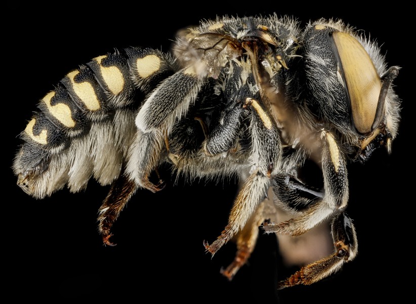 Anthidium maculifrons, F, side, Florida, St. Johns County 2013-01-24-14.20.49 ZS PMax