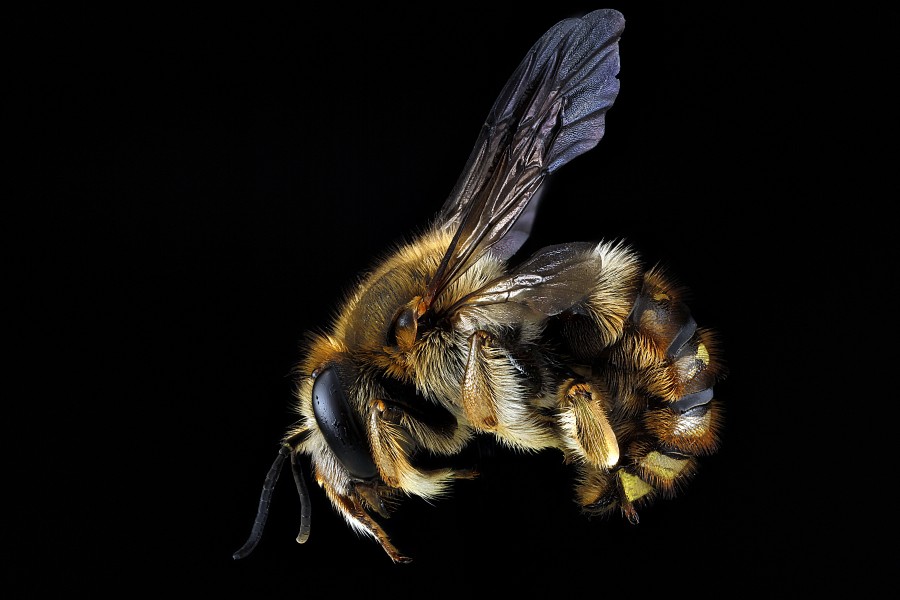 Anthidium manicatum
