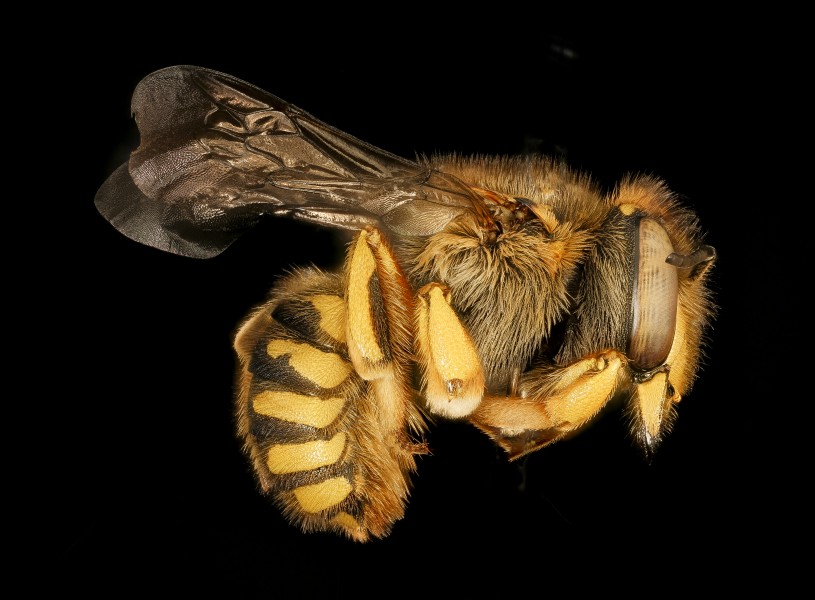 Anthidium manicatum, F, side, MA, Middlesex Co 2015-11-03-17.22.42 ZS PMax UDR (22745045940)