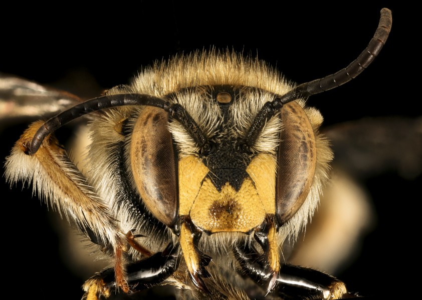 Anthidium manicatum, m, face, Middlesex Co, MA 2015-12-02-12.19 (23636010132)