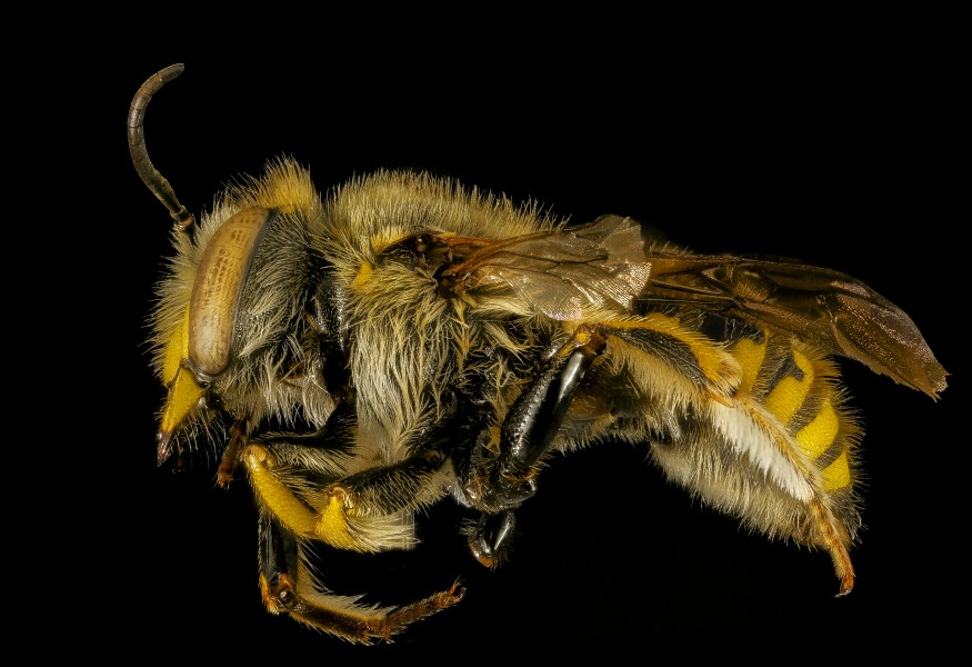 Anthidium manicatum, m, side, Middlesex Co, MA 2015-12-02-12.37 (23744512175)