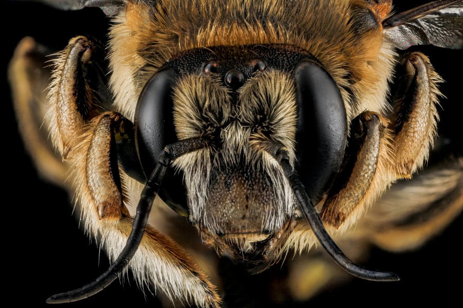 Anthidium manicatum, unkown, face 2012-07-12-16.31.47 ZS PMax (8201407294)