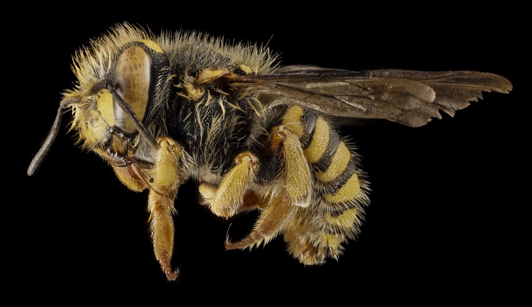 Anthidium oblongatum, Gynandromorph, Side, PA, Adams County 2014-11-24-15.42.27 ZS PMax (15685252898)