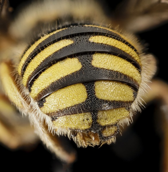 Anthidium oblongatum, Gynandromorph, Tip of Abdomen, top, PA, Adams County 2014-11-24-16.38.57 ZS PMax (15686752459)