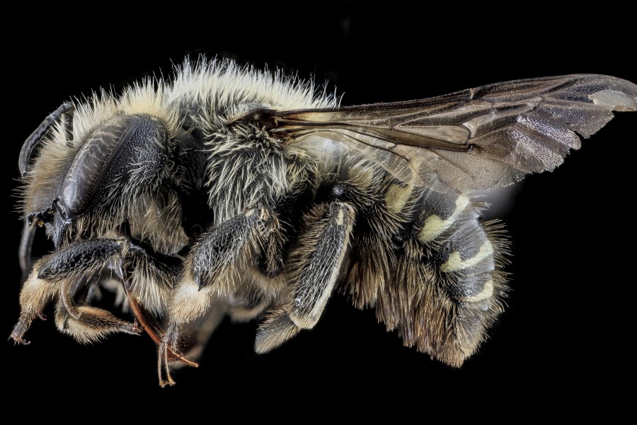 Anthidium tenuiflorae, F, side, Keweenaw County, MI 2013-10-31-11.39.41 ZS PMax