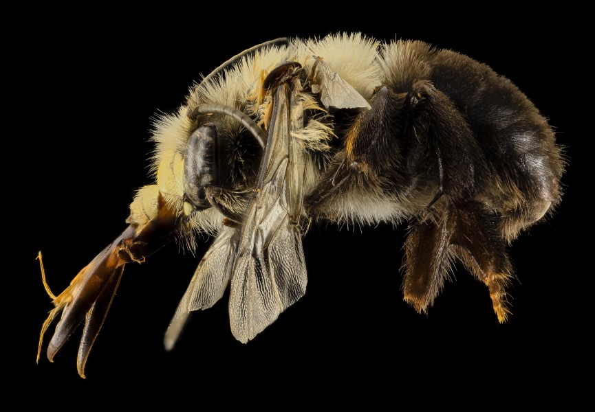Anthophora abrupta, M, Side,PG county, MD 2014-01-30-10.33.18 ZS PMax (12959164193)