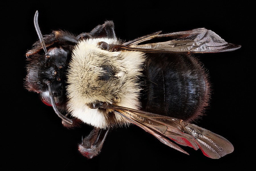 Anthophora abrupta female