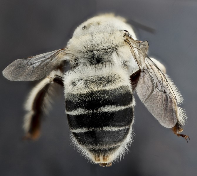 Anthophora affabilis, F, back2, Pennington County, SD 2012-11-13-13.18.48 ZS PMax (8229962462)
