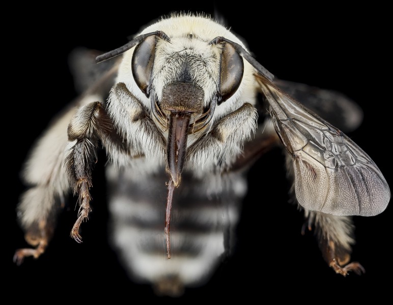 Anthophora affabilis, F, face, Pennington County 2012-11-13-13.50.28 ZS PMax (8228895867)