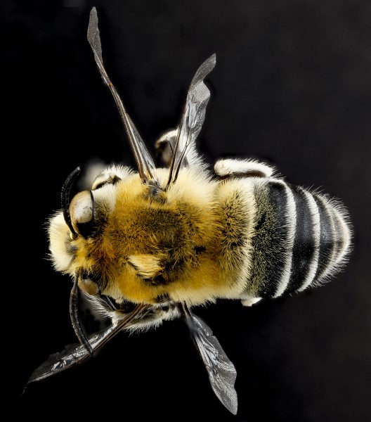 Anthophora affabilis, M, back, Pennington County, South Dakota 2012-11-15-16.15.35 ZS PMax (8201950561)