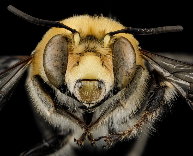 Anthophora affabilis, M, face, Pennington County, South Dakota 2012-11-15-16.21.13 ZS PMax (8203042364)