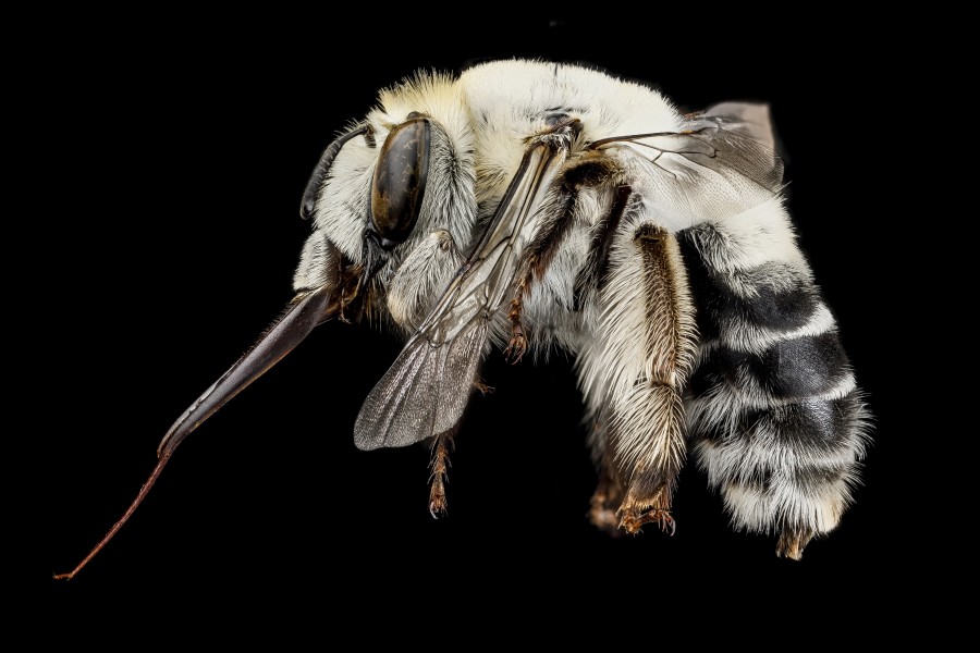 Anthophora affabilis f