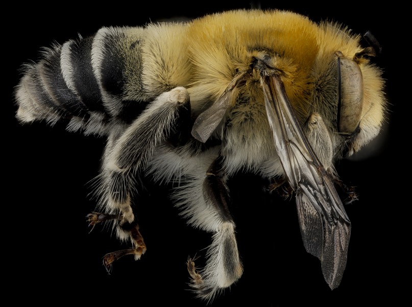 Anthophora affabilis m