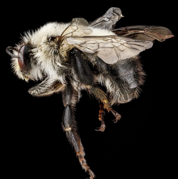 Anthophora bomboides male