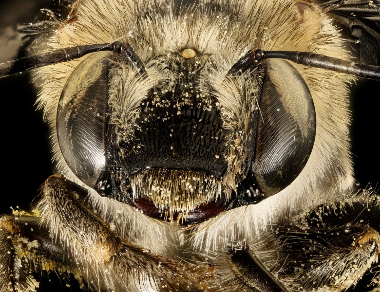 Anthophora californica, f, face, Hidalgo Co., Animas, NM 2016-07-19-18.16 (28800692105)