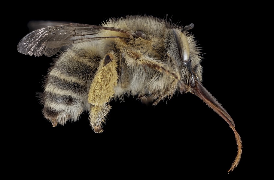 Anthophora crinipes, F, Side, Greece, Aegean Islands 2014-12-09-13.14.07 ZS PMax (16233306635)