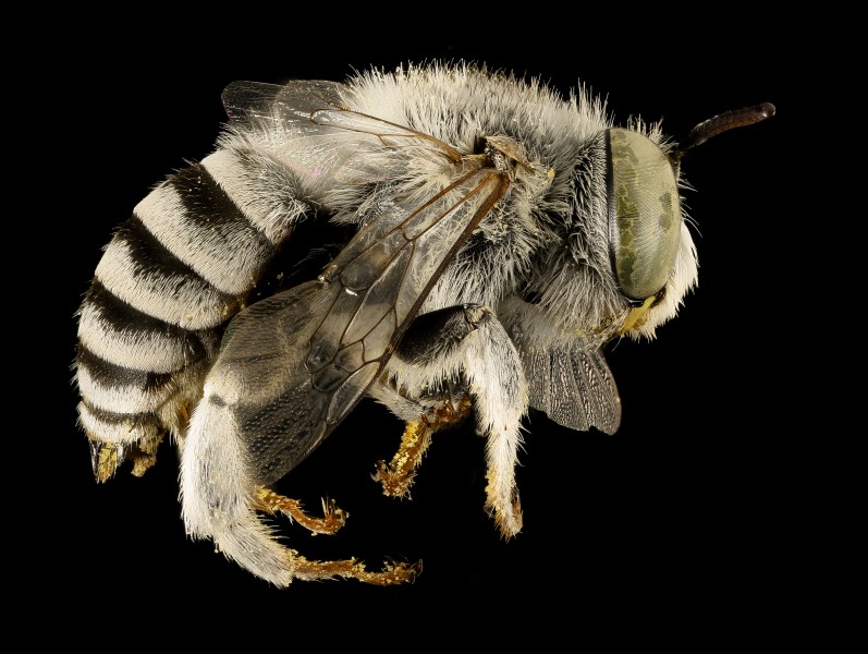 Anthophora curta, m, right side, Cochise Co., San Simon, AZ 2016-07-19-18.43 (28884217321)