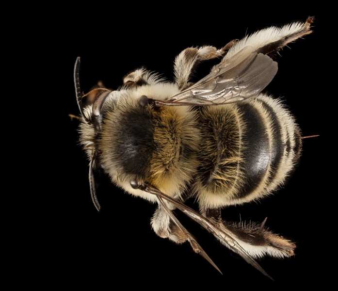 Anthophora dalmatica, F, Back, Greece, Aegean Islands 2014-12-09-17.17.41 ZS PMax (16059742248)