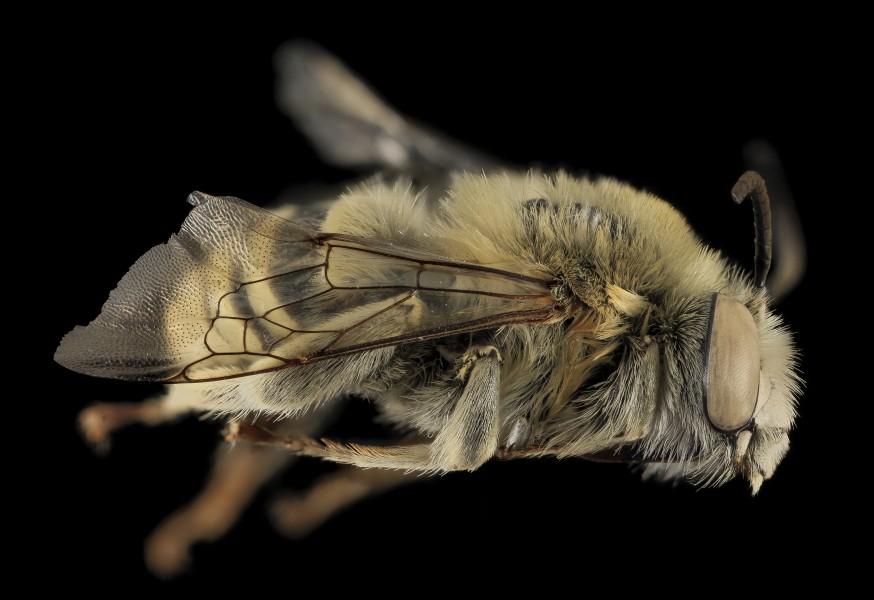Anthophora montana, M, Side, Larimer Co, CO 2013-12-11-11.39.01 ZS PMax (11472830935)