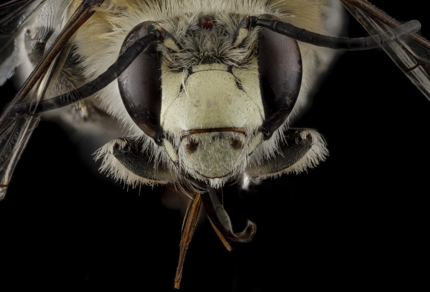 Anthophora occidentalis, male, face 2012-07-06-17.17.40 ZS PMax (8227056578)