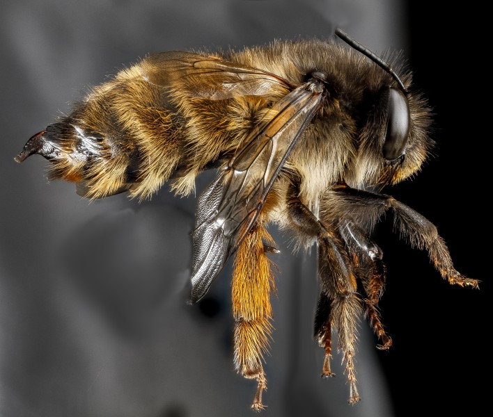 Anthophora plumipes, F, Right side, N.A 2013-04-19-14.20.59 ZS PMax (8693017482)