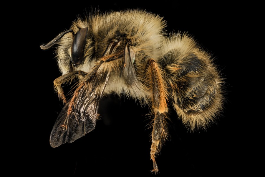 Anthophora plumipes, M, Side, MD, PG County 2014-04-17-12.47.18 ZS PMax