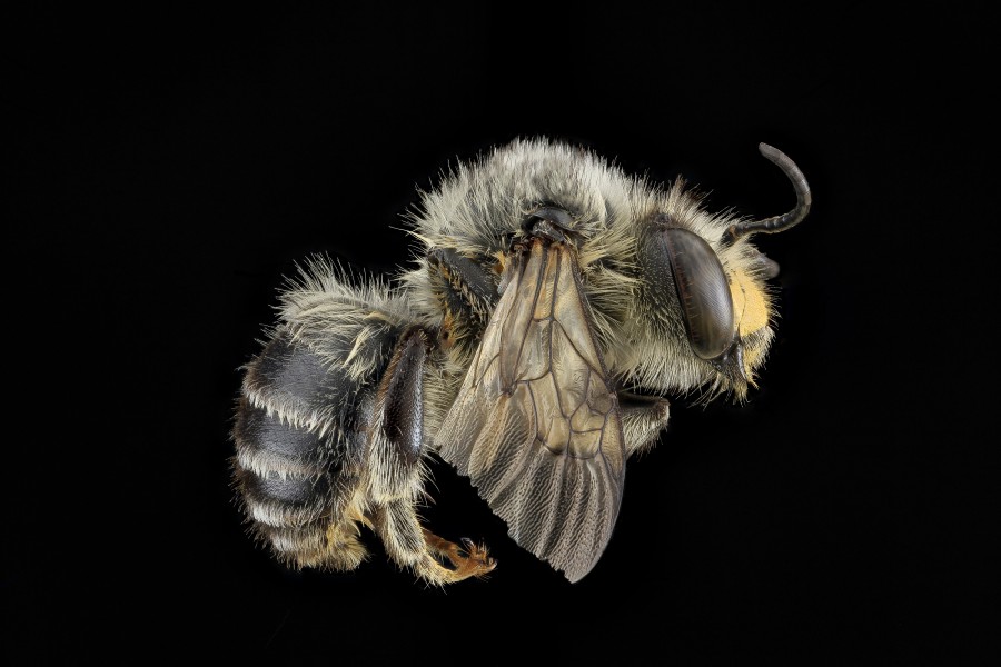 Anthophora terminalis, M, Side, PA 2013-06-26-15.52.20 ZS PMax