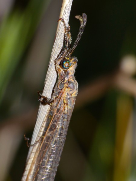Antlion (Creoleon lugdunensis) (14170972285)