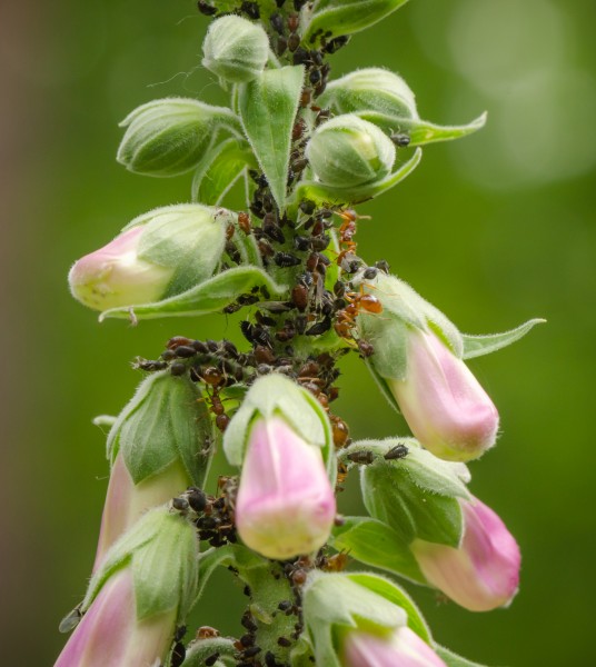 Ants cultivating afids on Digitalis purpurea - Purple Foxglove - Roter Fingerhut - Hesse - Germany - 05