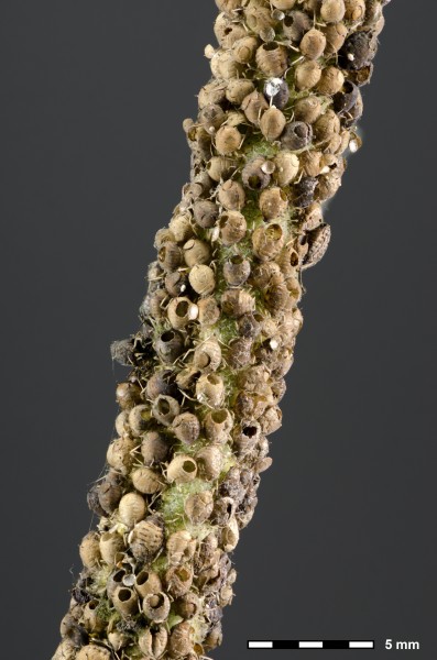 Aphids - Family Aphididae - parasitized by parasitoid wasps - aphidiids - Subfamily Aphidiinae - Blattlaus - Blattlauswespe - 03