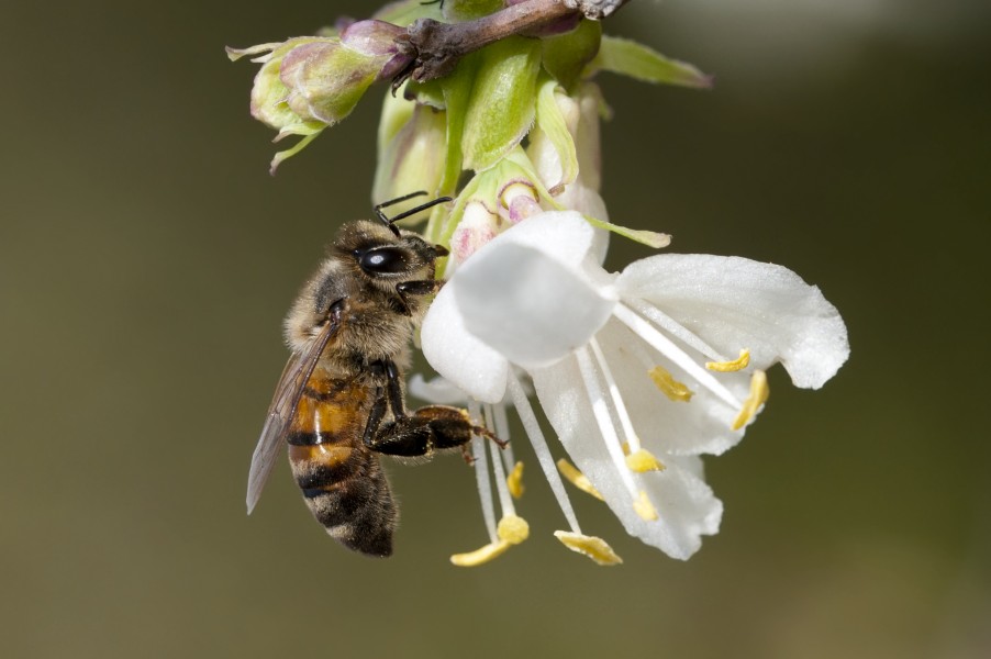 Apis mellifera - Honeybee 02