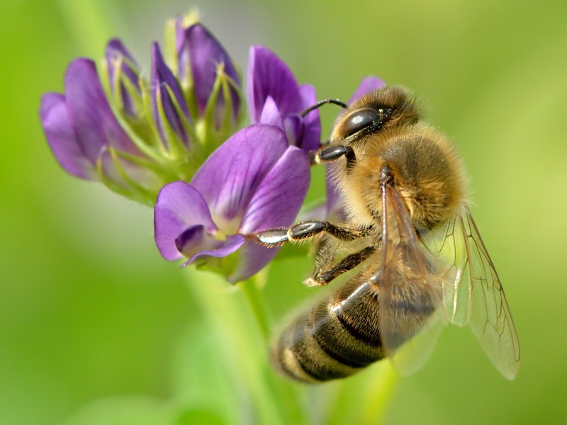 Apis mellifera - Medicago sativa - Valingu