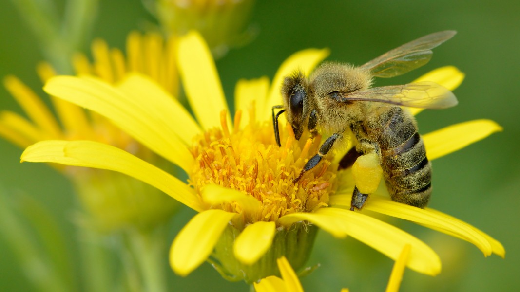 Apis mellifera - Senecio paludosus - Keila