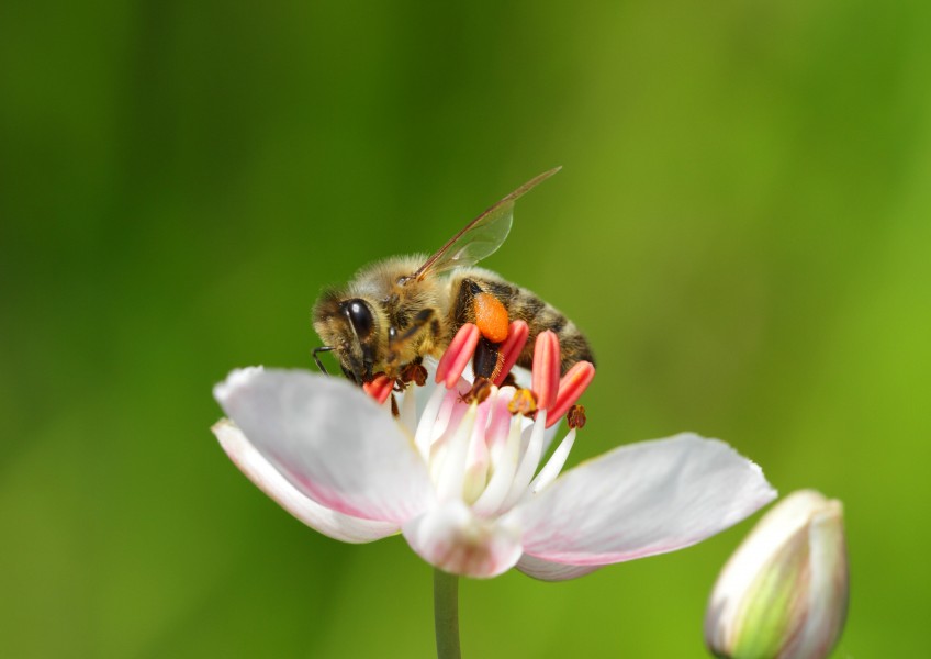 Apis mellifera - Tiergarten Schönbrunn 2