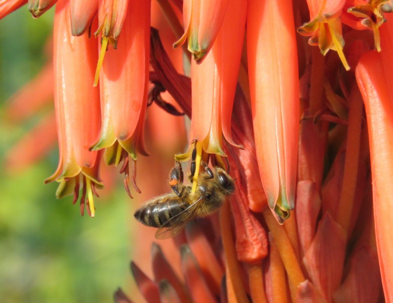 Apis mellifera iberica