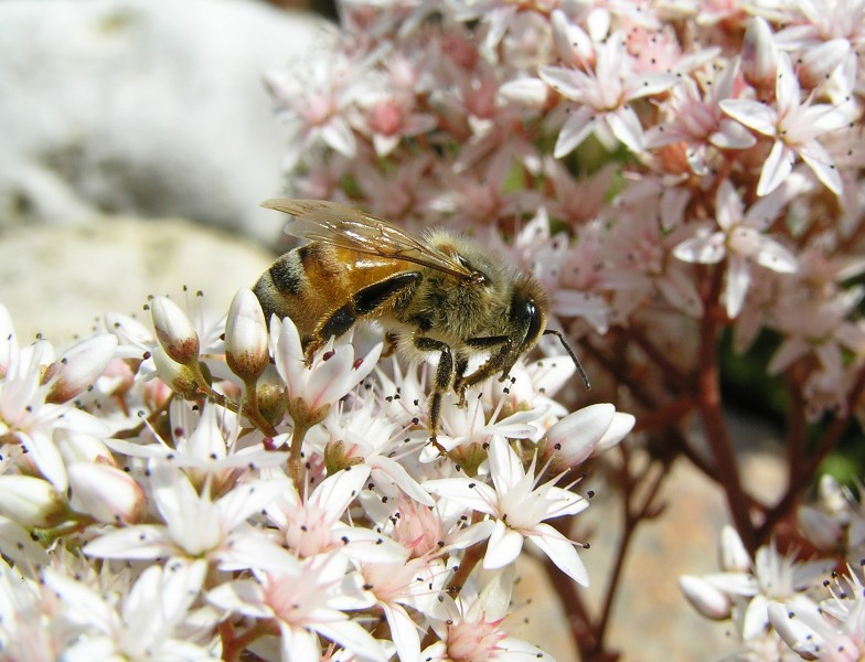 Apis mellifera mellifera Euroopa meemesilane kukeharja õitel estonia