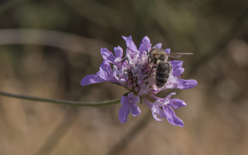 Apis mellifera mellifera on Scabiosa atropurpurea, Sète