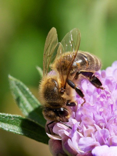 Apis mellifera on Scabiosa